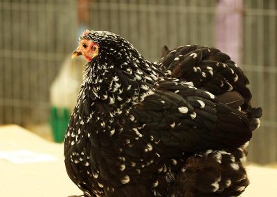 Usk Show Exhibitors Poultry