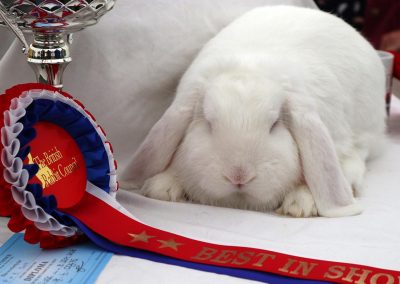 Usk Show Exhibitors Rabbits