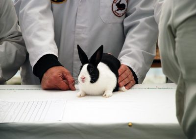 Usk Show Exhibitors Rabbits