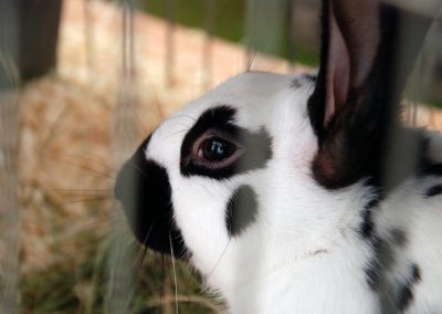 Usk Show Exhibitors Rabbits