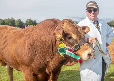 Usk Show Cattle 2021