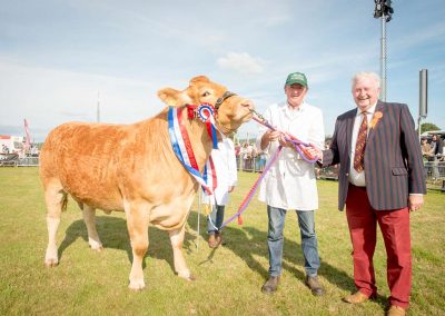 Usk Show Cattle 2021