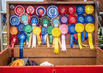 Usk Show Cattle 2021