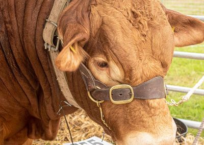 Usk Show Cattle 2021