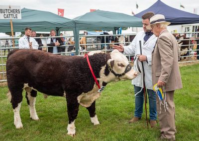 Usk Show Cattle 2021