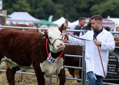 Usk Show Cattle 2021