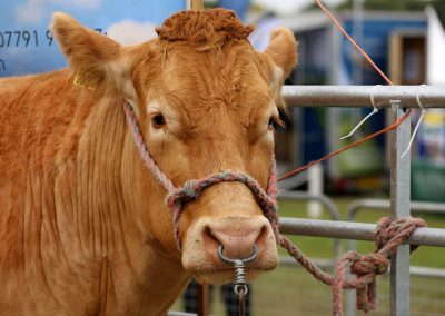 Usk Show Cattle 2021