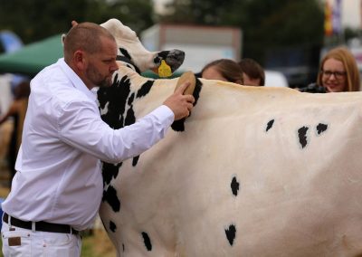 Usk Show Cattle 2021