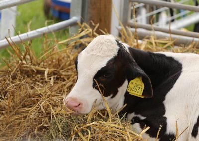 Usk Show Cattle 2021