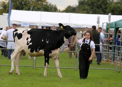 Usk Show Cattle 2021