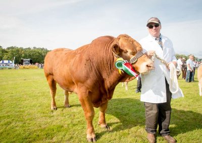 Usk Show Cattle 2021