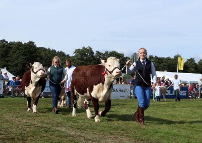 Usk Show Cattle 2021