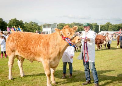 Usk Show Cattle 2021