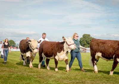 Usk Show Cattle 2021