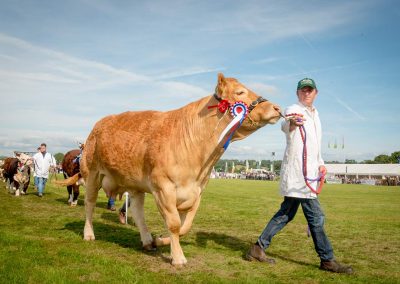 Usk Show Cattle 2021