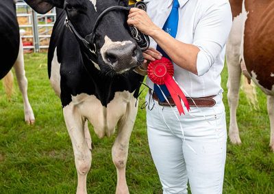 Usk Show Cattle 2021