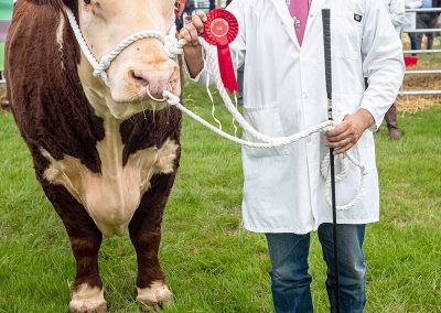 Usk Show Cattle 2021