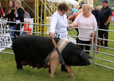 Usk Show Pigs 2021