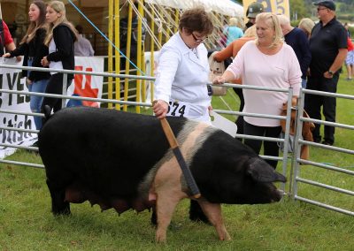 Usk Show Pigs 2021