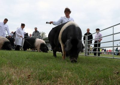 Usk Show Pigs 2021