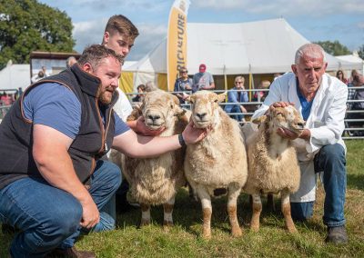 Usk Show Sheep 2021