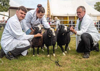 Usk Show Sheep 2021