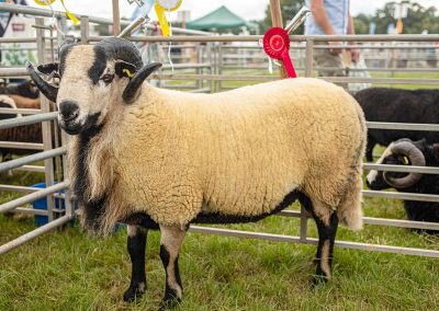 Usk Show Sheep 2021