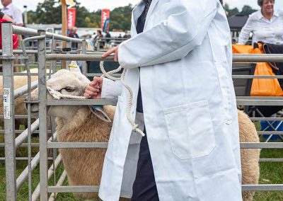 Usk Show Sheep 2021