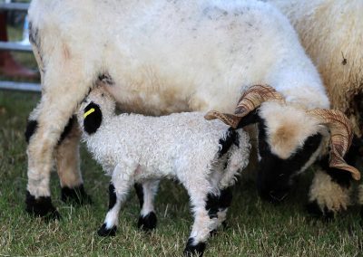 Usk Show Sheep 2021