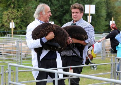 Usk Show Sheep 2021