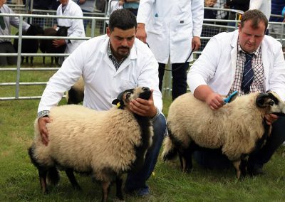 Usk Show Sheep 2021