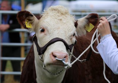 Usk Show Sheep 2021