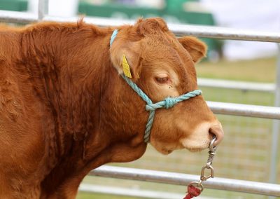 Usk Show Sheep 2021