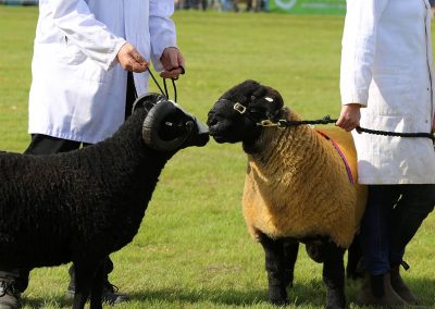 Usk Show Sheep 2021