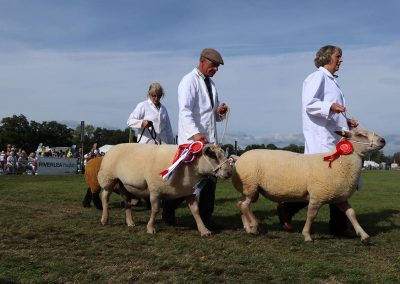 Usk Show Sheep 2021