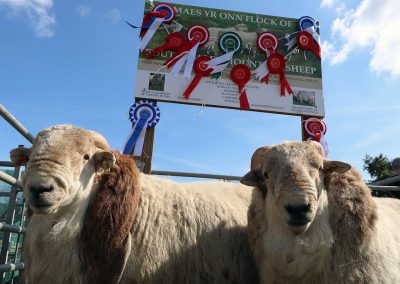 Usk Show Sheep 2021