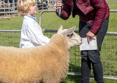 Usk Show Sheep 2021