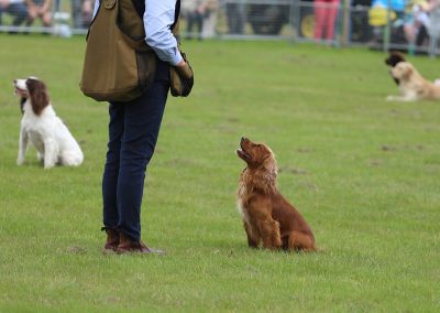 Usk Show Dogs 2021