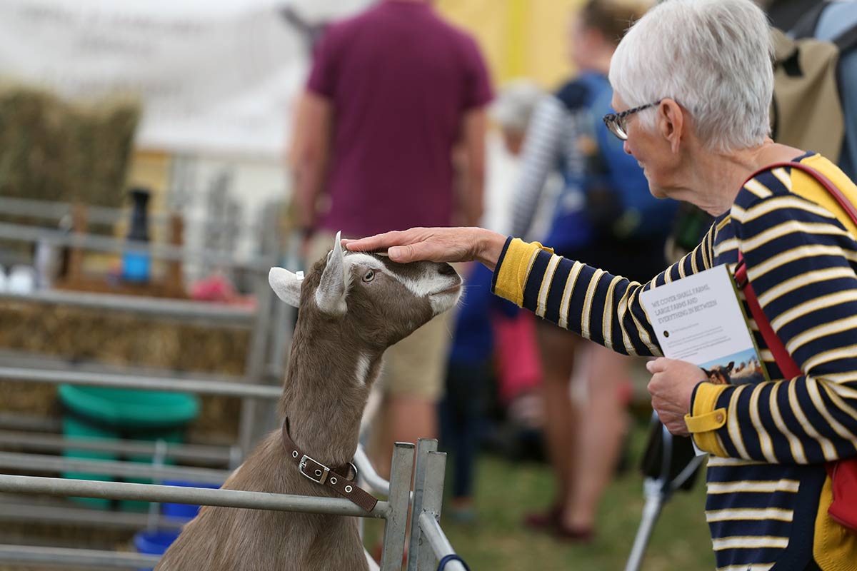 Usk Show Goats 2021 Usk Show Goats 2021