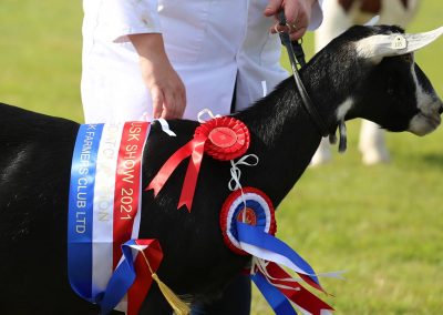 Usk Show Goats 2021