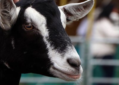 Usk Show Goats 2021