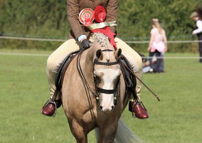 Usk Show Horses 2021