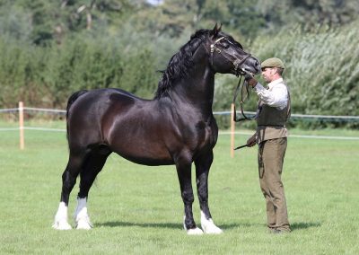 Usk Show Horses 2021