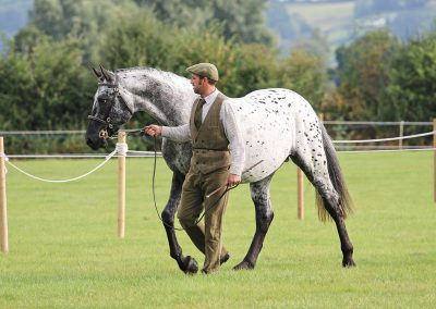 Usk Show Horses 2021