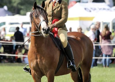 Usk Show Horses 2021