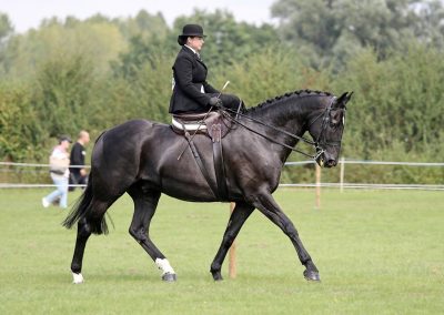 Usk Show Horses 2021