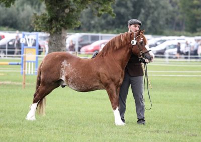 Usk Show Horses 2021