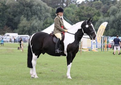 Usk Show Horses 2021