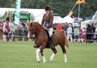 Usk Show Horses 2021