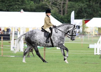 Usk Show Horses 2021